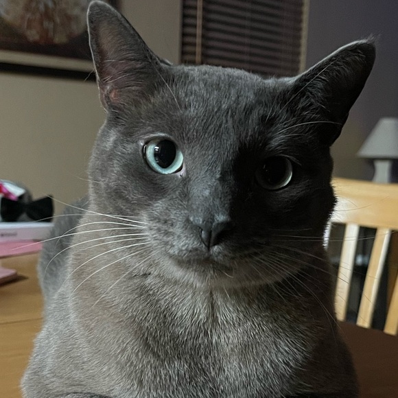 Meet your Posher, Lauren - Picture 1 of 1